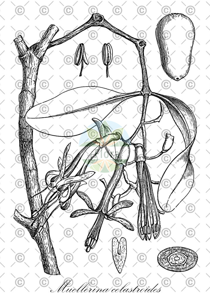HistAbb_wfo-0000880891_1_ENZY_Simple | Historische Abbildung von Muellerina celastroides - Loranthaceae | Historical Illustration of Muellerina celastroides - Loranthaceae