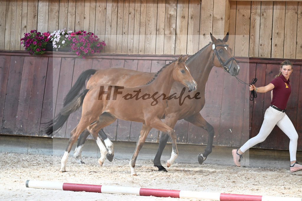 Kat-Nr. 7 SF Cascadello I x Cormint_Stoeger_32240491 | hf-fotografie - Realisiert mit Pictrs.com