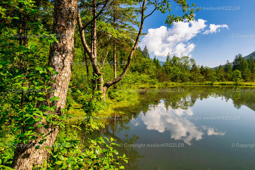 _07A5644 | Falkensee in Inzell - Realisiert mit Pictrs.com