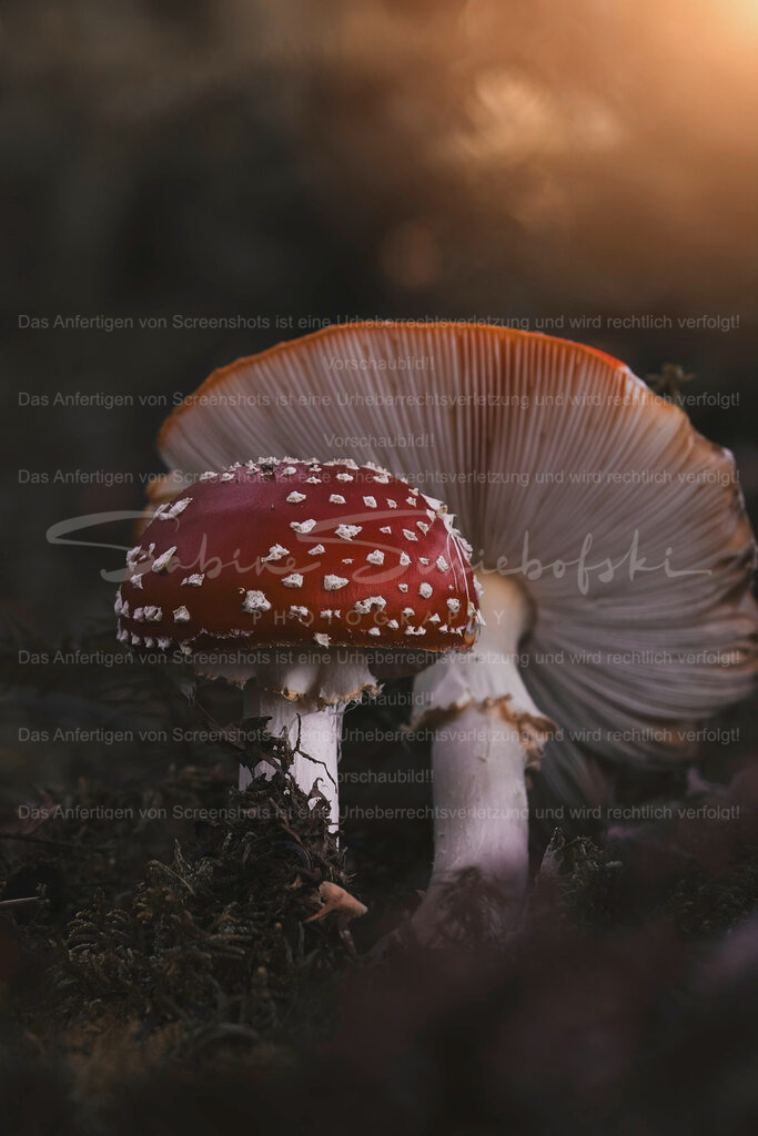 Together Until the End | Exklusive Naturfotografie für stilvolle Wanddekoration ★ Premium Wandbilder Made in Germany ✔️ FineArt Drucke & Downloads ✔️ Brillante Farben, höchste Qualität & weltweiter Versand ✔️ - Realisiert mit Pictrs.com