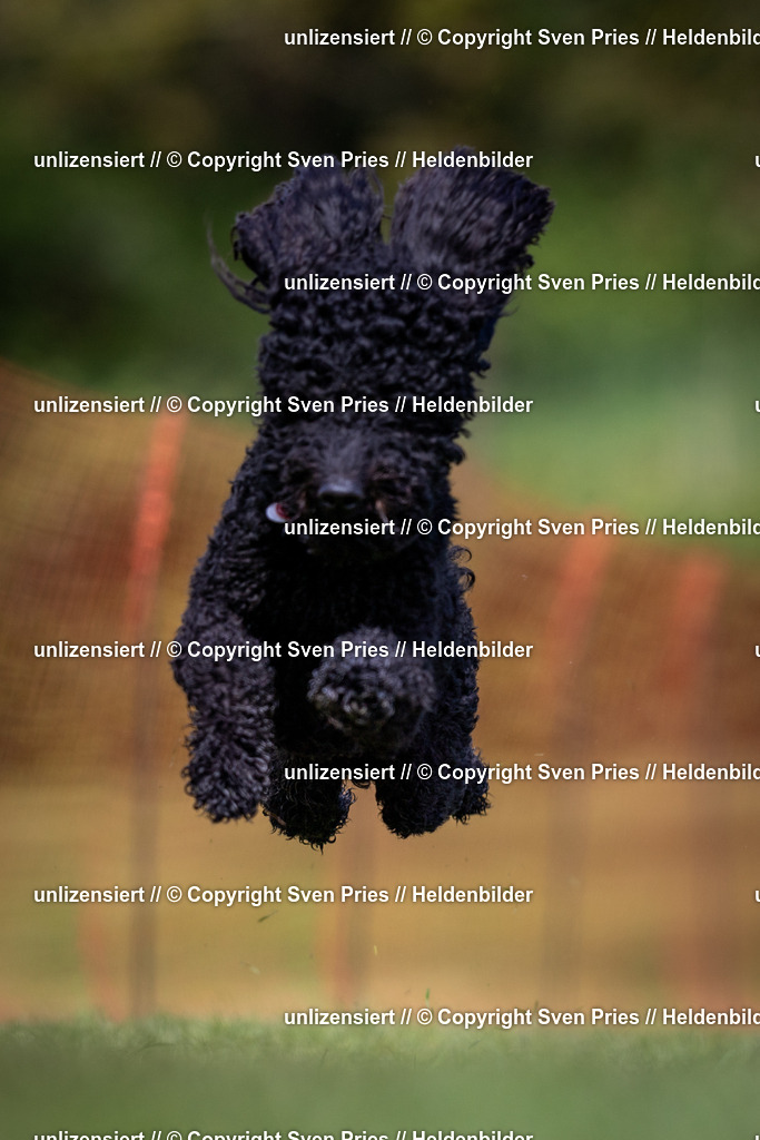 Sven Pries | 2024-04-21 - Hunderennen Baden-Oos
Foto: Sven Pries - Realisiert mit Pictrs.com