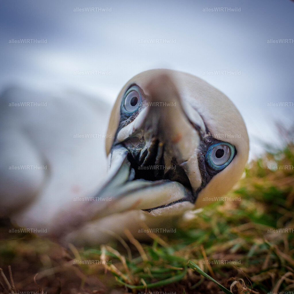 allesWIRTHwild.de - 7IV04017 | Entdecke die faszinierende Welt der Natur- und Wildlife-Fotografie von Daniel und Bärbel. Inspirierende Bilder von wilden Tieren und kleinen Naturwundern.