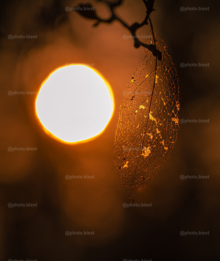 Sonnenskelett | Ein altes Blatt einer Magnolie hängt vor dem warmen Licht der Sonne. - Realisiert mit Pictrs.com