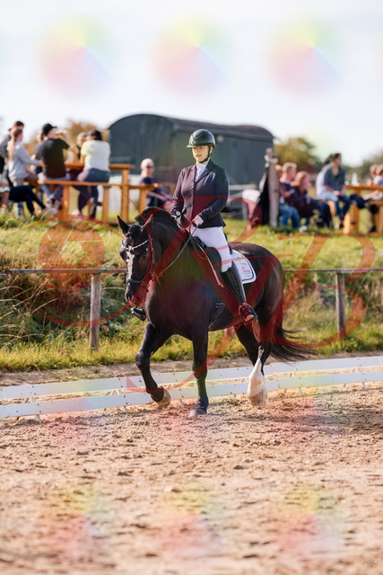 2026_10_03_Siefer-Hof_131530_Z81_63908531 | Professionelle Reitsport-, Turnier- und Eventfotografie von Robert Broda. Galerien mit ausgewählten und bearbeiteten Bildern direkt online ansehen und bestellen.