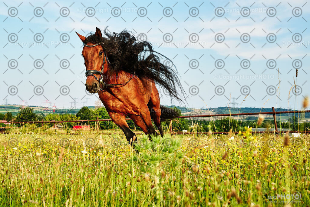 154_202406_Niki-Herodes_NZ9_9956 | proPHOTO - Realisiert mit Pictrs.com