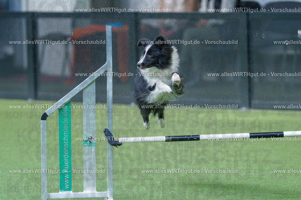 @allesWIRTHgut_Tierfotografie - www.allesWIRTHgut.de - 2604251527-7R505935 | Professionelle Tierfotografie in Mönchengladbach von Daniel Wirth (allesWIRTHgut). Liebevolle & natürliche Bilder von Hunden & Katzen für unvergessliche Erinnerungen.