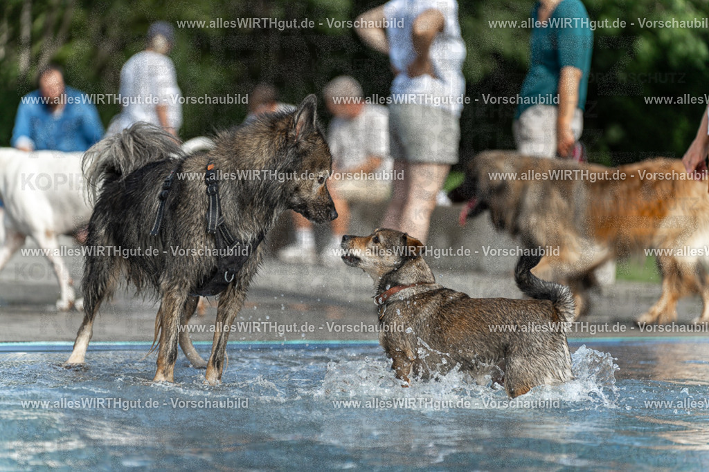 Hundeschwimmen_Volksbad_2026-allesWIRTHgut_Tierfotografie-2609061531-7R501602 | Professionelle Tierfotografie in Mönchengladbach von Daniel Wirth (allesWIRTHgut). Liebevolle & natürliche Bilder von Hunden & Katzen für unvergessliche Erinnerungen.