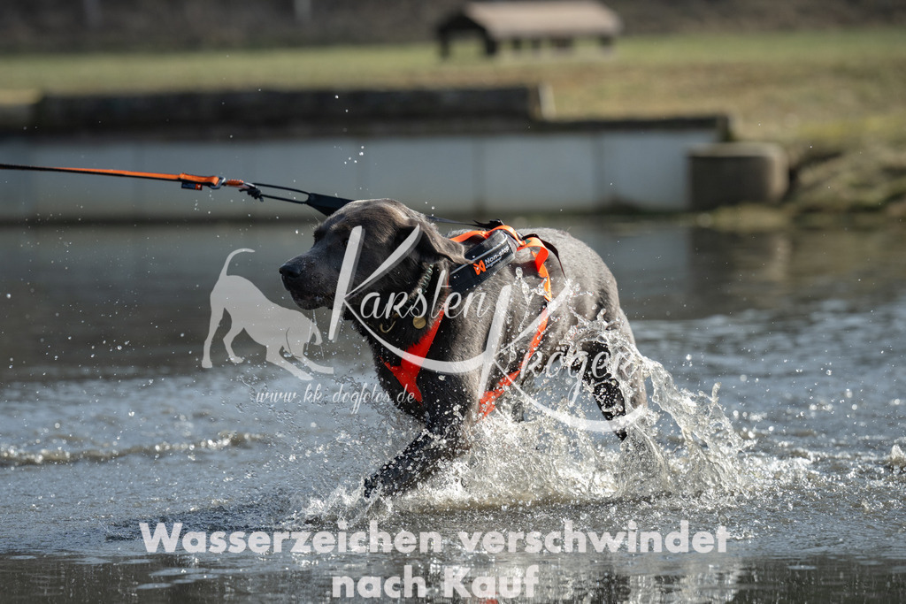 1147_ZZ96486-3 | kk-dogfotos