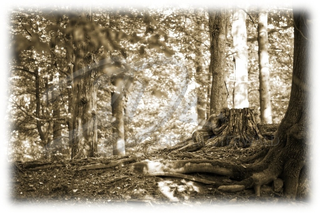 NatureArt-JAHNBAUM_8067b2 | Wurzelschlummern in Sepia | #004 | Modell: Martina | Foto: Jörg Bredemeier - Realisiert mit Pictrs.com