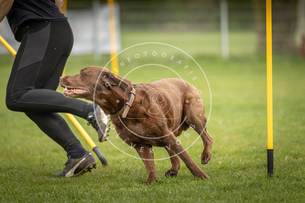Pfotenfotografie_DV3A9417 | Hundefotografie, Tierfotograf, Pfotenfotografie, Fotoshooting Hund, Hunde Portrait, Hundesport, Hundeportraits, Heideshooting, Hunde, Sportfotograf, Hundefotograf, Turnierhundsport, THS,  - Realisiert mit Pictrs.com