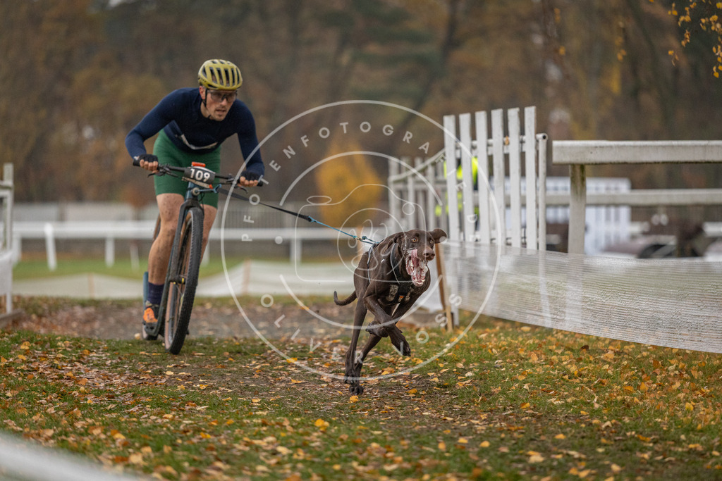 CaniXpix_DV3A7446 | Hundefotografie, Tierfotograf, Pfotenfotografie, Fotoshooting Hund, Hunde Portrait, Hundesport, Hundeportraits, Heideshooting, Hunde, Sportfotograf, Hundefotograf, Turnierhundsport, THS,  - Realisiert mit Pictrs.com