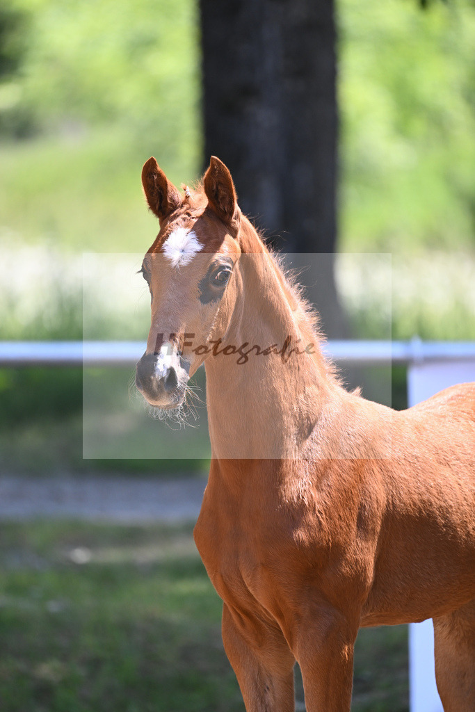 Kat-Nr. 14 SF DSP Feliciano_Mayr_14230475 | hf-fotografie - Realisiert mit Pictrs.com