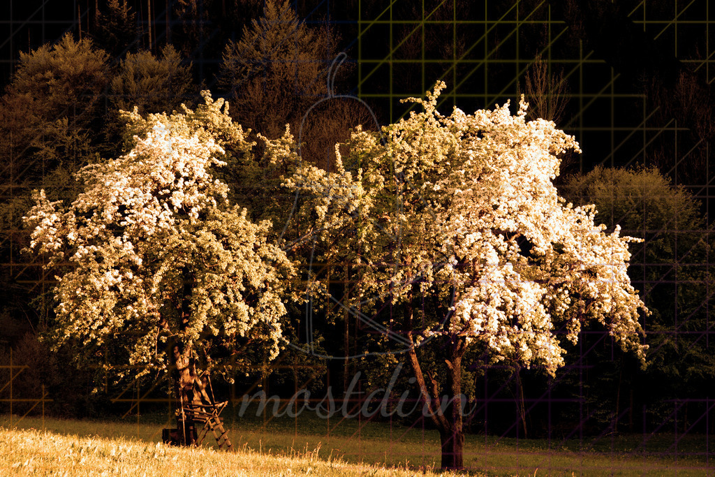Blütenpracht | Bei Veröffentlichung des Bildes ist eine Namensnennung wie folgt erforderlich: 
Foto: Mostdirn Irmgard Wieser - Realisiert mit Pictrs.com