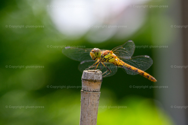 Foto-1036282-DE-Libelle-shop-max | gluon-press - Realisiert mit Pictrs.com
