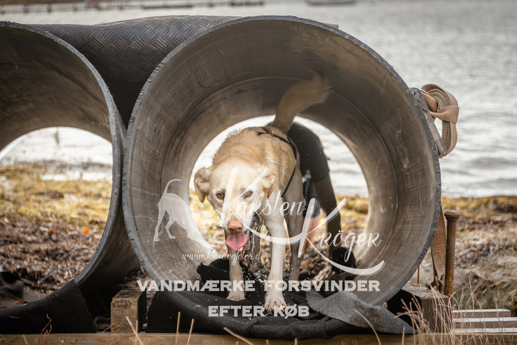 0912_ZZ96290 | kk-dogfotos