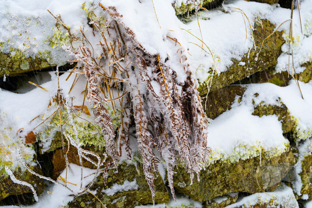 _DSC1758 | Shop für Prints Landschaftsfotografie Sächsische Schweiz Naturfotografie in Thüringen Fotos vom Findlingspark Nochten Kloster Sankt Marienstern Bilder Festung Königstein PanoramaRhododendronpark Kromlau FotogalerSchleswig-Holstein Küstenlandschaften