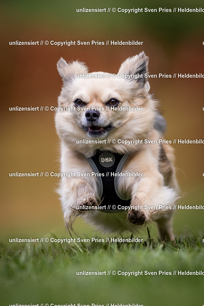 Sven Pries | 2024-04-21 - Hunderennen Baden-Oos
Foto: Sven Pries - Realisiert mit Pictrs.com