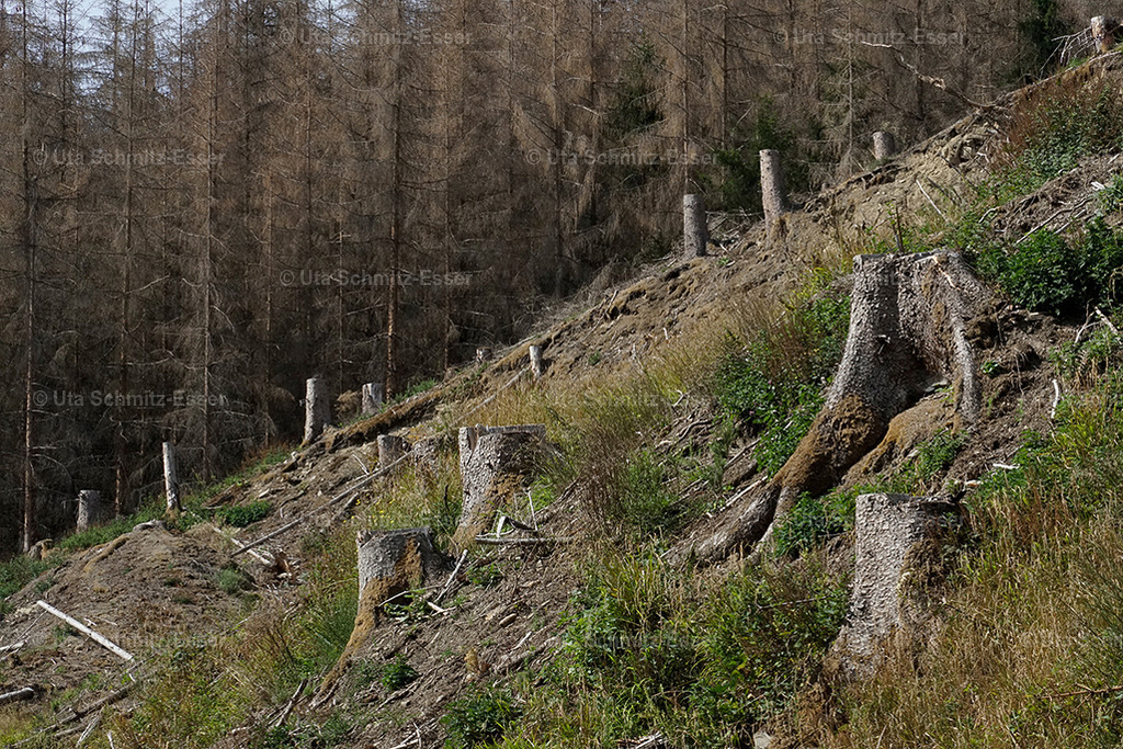 Wald_04 | CEUS Design - Realisiert mit Pictrs.com