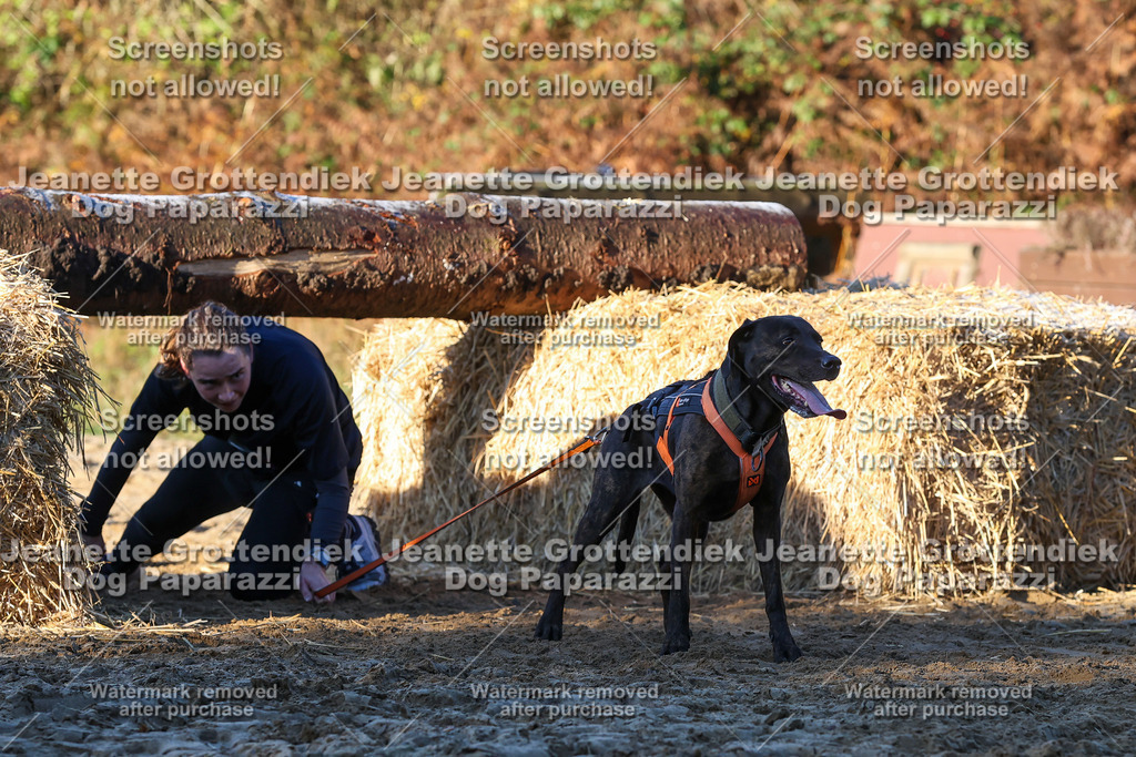 Dog Paparazzi - Strongdog 10-25-804 | Dog Paparazzi Jeanette Grottendiek Fotografie & Videografie - Realisiert mit Pictrs.com