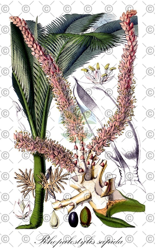 HistAbb_wfo-0000296514_3_ENZY_Simple | Historische Abbildung von Rhopalostylis sapida - Arecaceae | Historical Illustration of Rhopalostylis sapida - Arecaceae