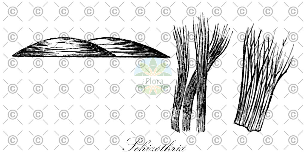 HistAbb_wfo-0000495438_1_ENZY_Simple | Historische Abbildung von Schizothrix - Oscillatoriaceae (0) | Historical Illustration of Schizothrix - Oscillatoriaceae (0)