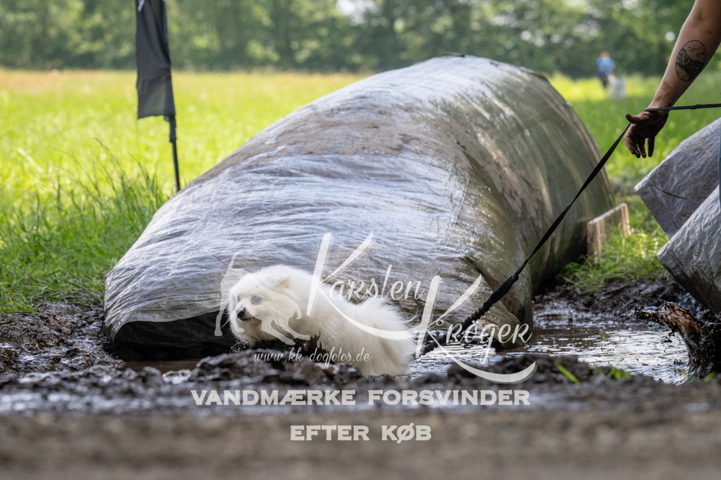 1151_ZZ94941 | kk-dogfotos