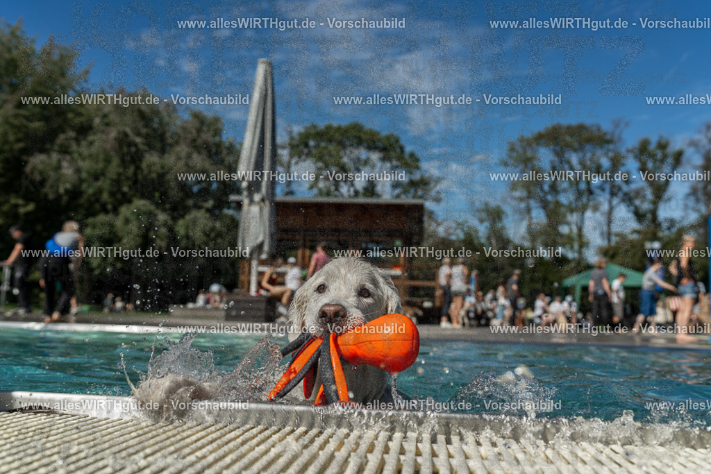 Hundeschwimmen_Volksbad_2026-allesWIRTHgut_Tierfotografie-2609061308-121804-7R500549 | Professionelle Tierfotografie in Mönchengladbach von Daniel Wirth (allesWIRTHgut). Liebevolle & natürliche Bilder von Hunden & Katzen für unvergessliche Erinnerungen.
