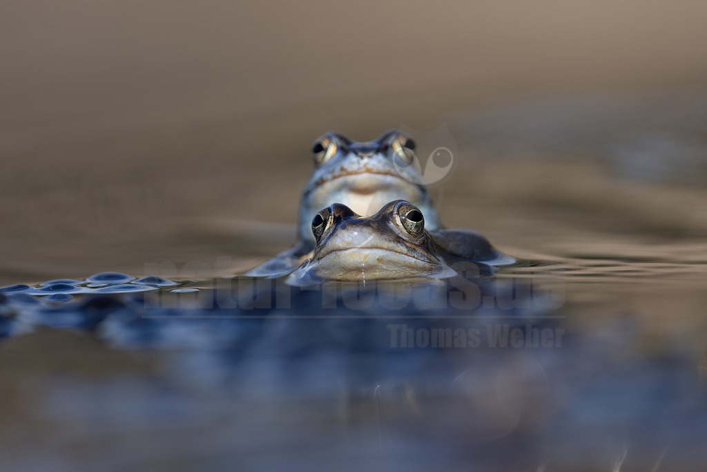 R5NF9559-20230318 | Der Moorfrosch gehört innerhalb der Ordnung der Froschlurche zur Familie der Echten Frösche und ebenso zur Gattung der Echten Frösche. Außerdem fasst man ihn nach Aussehen und Lebensweise mit anderen Arten zu den sogenannten Braunfröschen zusammen.  - Realisiert mit Pictrs.com