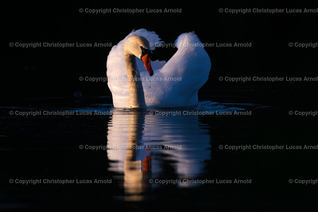 Höckerschwan | bildkomponist - Realisiert mit Pictrs.com
