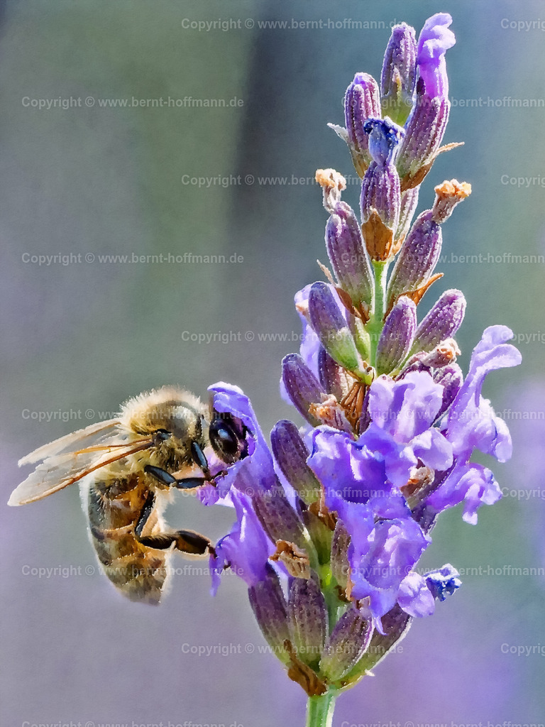 PAD2_RH_Biene01_60x80 | DIGITALKUNST. Biene an Lavendelblüte. __ Das Basisfoto für dieses malerisch verwandelte Werk hat der Schweizer Hobbyfotograf Rene Hinder gemacht und es Bernt Hoffmann für dessen Kunstpart zur Verfügung gestellt. - Realisiert mit Pictrs.com