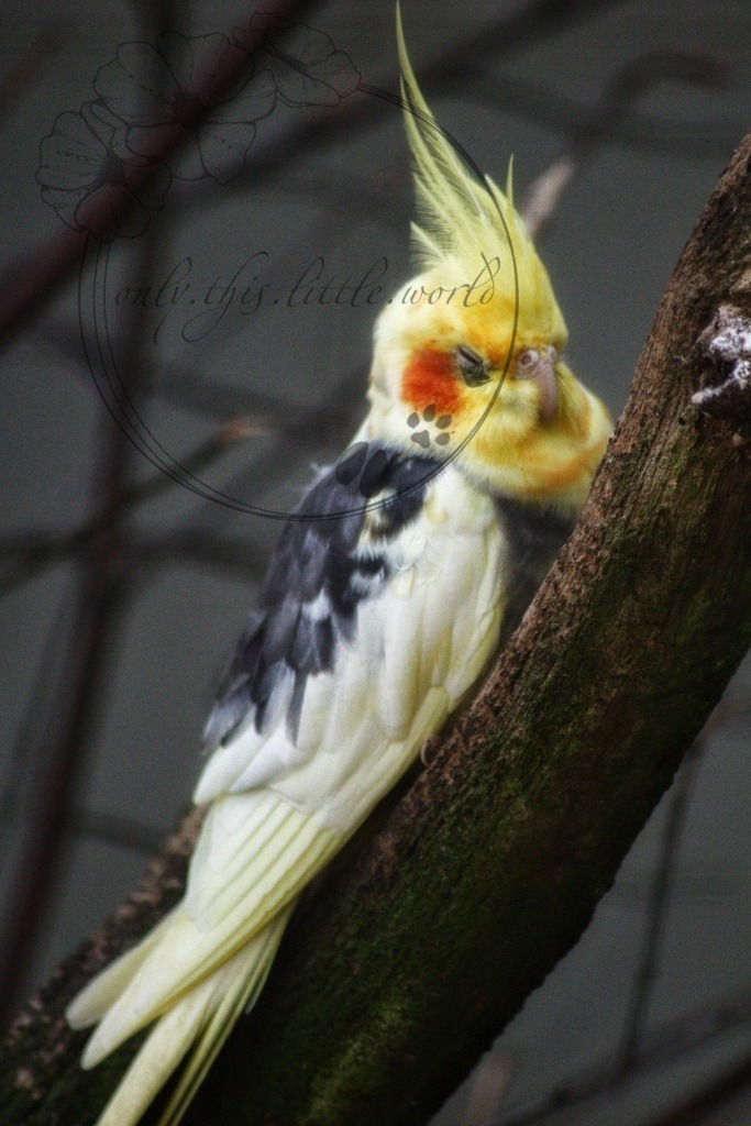 Schlafender Nymphensittich  | Wildfarbe schecke  - Realisiert mit Pictrs.com