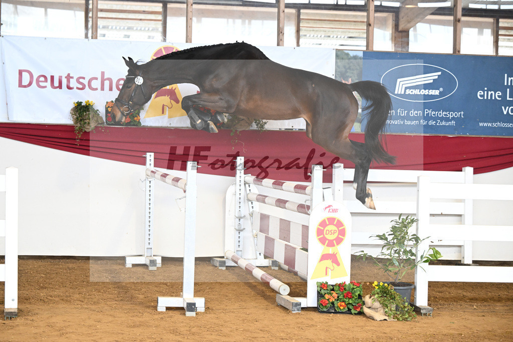 Kat-Nr. 5 Acira v. Adzaro de L Abbaye B_Lehr_16250834 | hf-fotografie - Realizzato con Pictrs.com