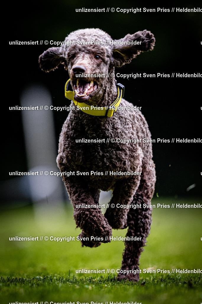 Sven Pries | 2025-10-03 - Hunderennen Obergrombach - Realisiert mit Pictrs.com