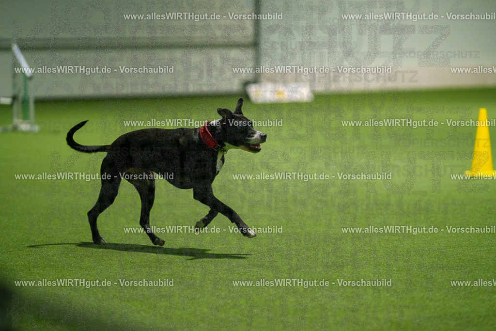 7R507426 | Professionelle Tierfotografie in Mönchengladbach von Daniel Wirth (allesWIRTHgut). Liebevolle & natürliche Bilder von Hunden & Katzen für unvergessliche Erinnerungen.