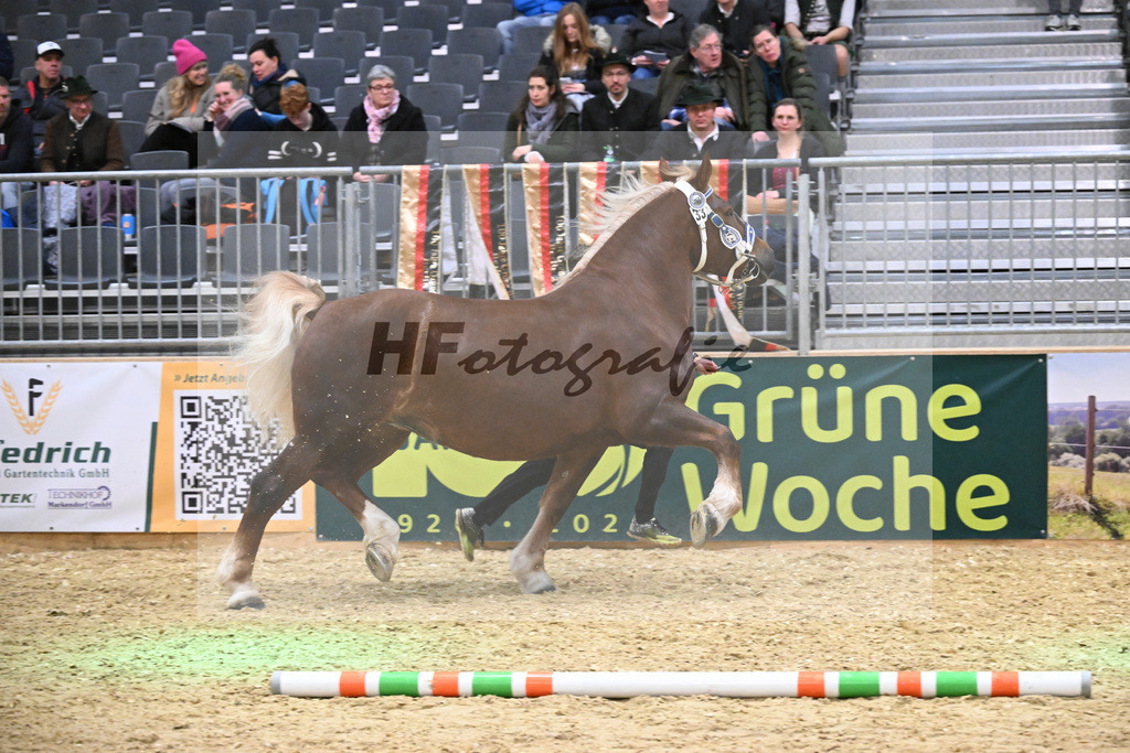 Kat-Nr. 33 Finesse G v. Schmauzenberg_Grandauer_1260506 | hf-fotografie - Realisiert mit Pictrs.com