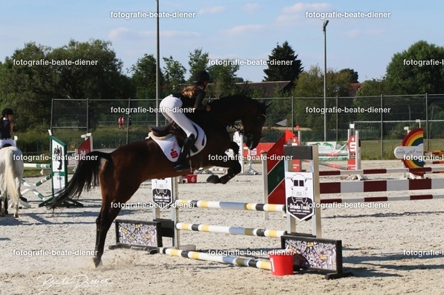 OHT 2022 Röhlingen (70) | Fotografie, Tiere, Hunde, Katzen, Pferde, Sportfotografie, Fotosession, Tierfotografie, Turnierfotografie, Fotografin, Fotograf - Realisiert mit Pictrs.com