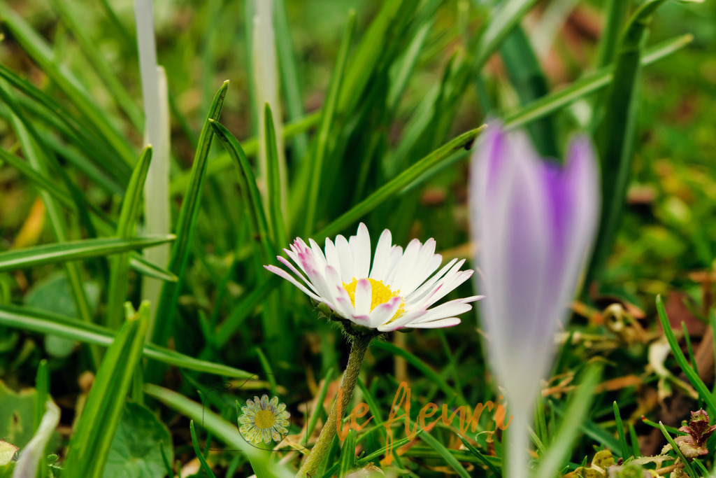 DSC_0185-NEF_DxO_PRIME (1) | Dies ist der Shop von Florian Blum - le fleuri. Langenthal, Bern, SchweizSie können hier meine oder ihre eigenen Fotos als Fotoprodukte kaufen. Tassen, Schlüsselanhänger, Taschen etc. können Sie hier gestalten.  - Realisiert mit Pictrs.com