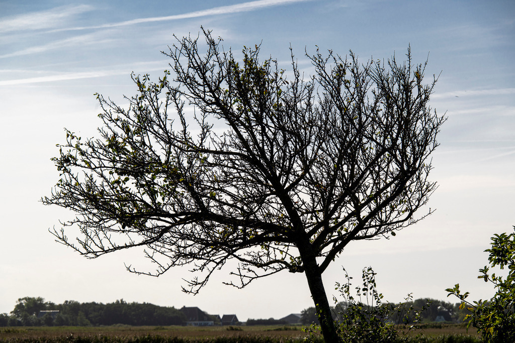 Herbstlicher Kahlfraß auf Texel: Entlaubter Baum als Zeichen des Jahreszeitenwechsels | Ein weitgehend entlaubter Baum hebt sich im Gegenlicht vor dem weitläufigen Flachland der holländischen Nordseeinsel Texel ab. Die filigrane Silhouette der kahl werdenden Äste symbolisiert den Übergang in den Herbst und die raue Natur der Küstenregion. Im Hintergrund erstrecken sich Wiesen und typische Inselfarmen unter einem leicht bewölkten Himmel. Das Motiv veranschaulicht den Einfluss der Herbststürme auf die Flora der westfriesischen Inseln - Realisiert mit Pictrs.com