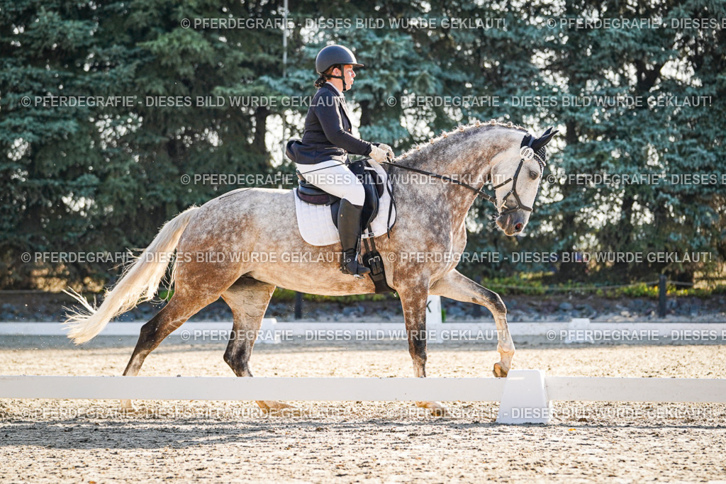 DSC08553 | Pferdegrafie