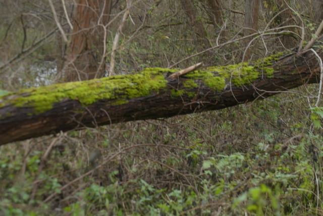 Bemooster Stamm | Verkauf von Fotos und  Videoclips zumThema Natur.Motive sind Pflanzen, Tiere, Landschaftenund Wetter - Realisiert mit Pictrs.com