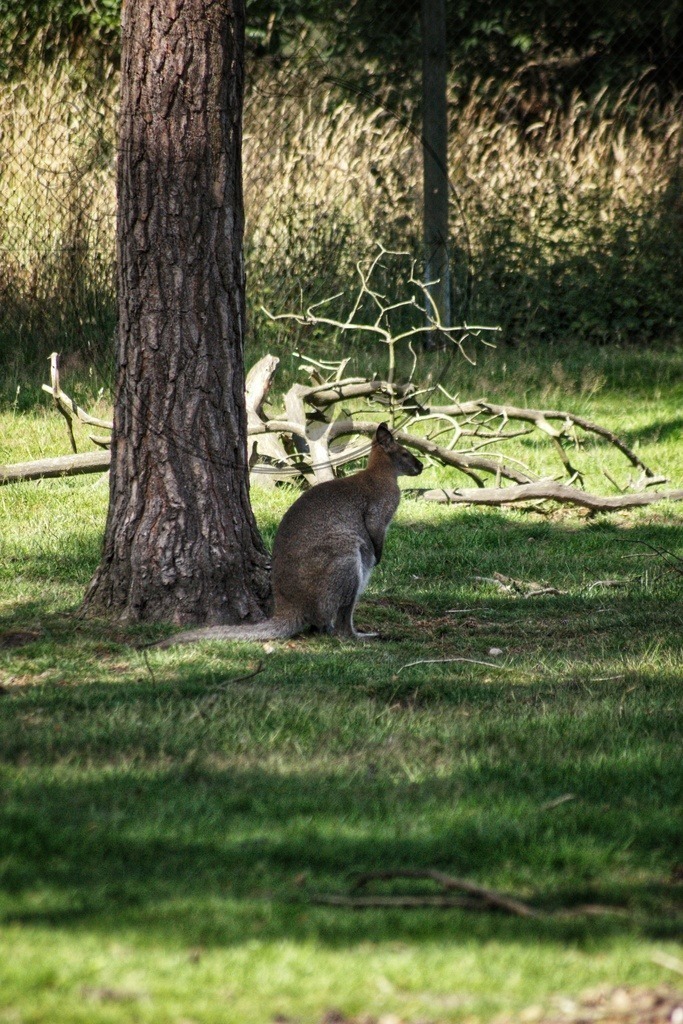 Rotnackenwallaby sitzend  | only.this.little.world - Realisiert mit Pictrs.com