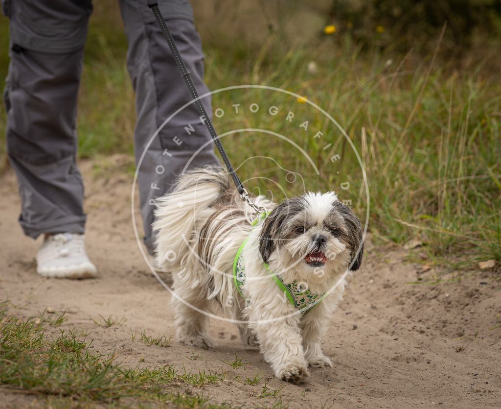 Pfotenfotografie_DV3A7653 | Hundefotografie, Tierfotograf, Pfotenfotografie, Fotoshooting Hund, Hunde Portrait, Hundesport, Hundeportraits, Heideshooting, Hunde, Sportfotograf, Hundefotograf, Turnierhundsport, THS,  - Realisiert mit Pictrs.com