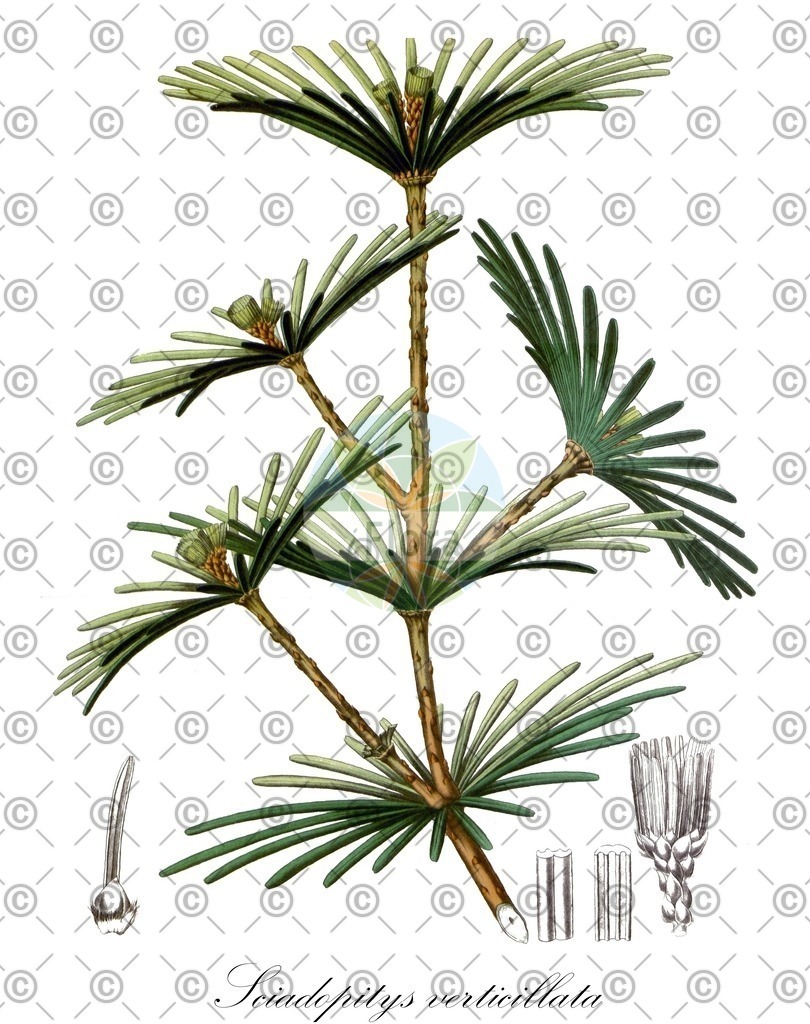 HistAbb_EMP_147015_6_FloraD_Simple | Historische Abbildung von Sciadopitys verticillata - Sciadopityaceae | Historical Illustration of Sciadopitys verticillata - Sciadopityaceae