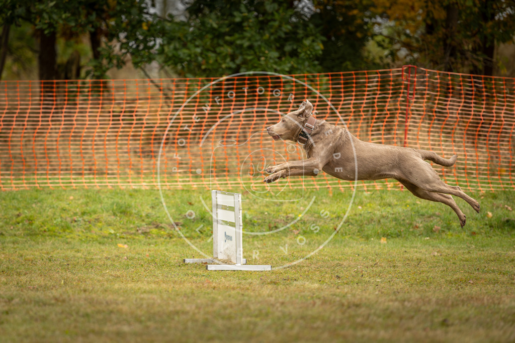 Pfotenfotografie_DV3A2761 | Hundefotografie, Tierfotograf, Pfotenfotografie, Fotoshooting Hund, Hunde Portrait, Hundesport, Hundeportraits, Heideshooting, Hunde, Sportfotograf, Hundefotograf, Turnierhundsport, THS,  - Realisiert mit Pictrs.com