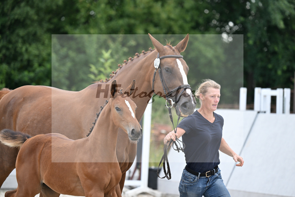 Kat-Nr. 312 Jaguar v d Berghoeve x Warrant_SF_Meyer_21250279 | hf-fotografie - Realisiert mit Pictrs.com