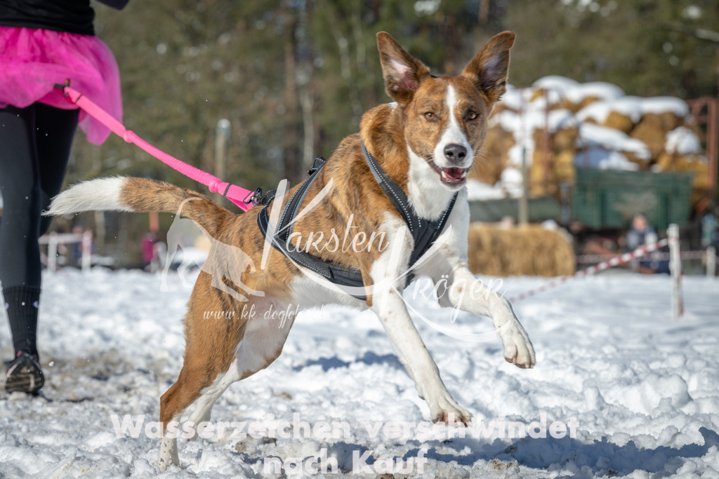 1103_ZZ94582-2 | kk-dogfotos