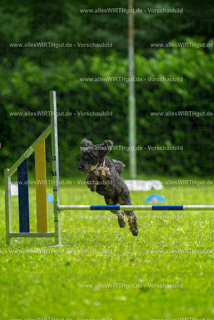 @allesWIRTHgut_Tierfotografie - www.allesWIRTHgut.de - 092716-7R507120 | Professionelle Tierfotografie in Mönchengladbach von Daniel Wirth (allesWIRTHgut). Liebevolle & natürliche Bilder von Hunden & Katzen für unvergessliche Erinnerungen.