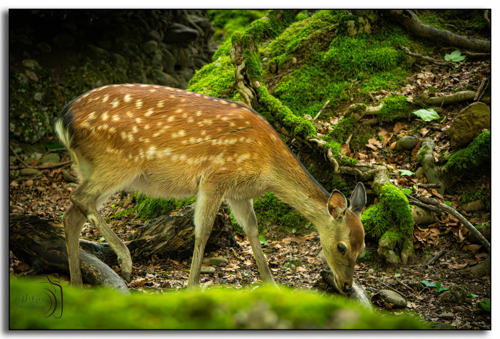 Tierpark Arth-Goldau-9755-Verbessert-RR-Bearbeitet-Bearbeitet | Holzisphotography, Landschaftsfotografie, Wildlifefotogorafie - Realisiert mit Pictrs.com