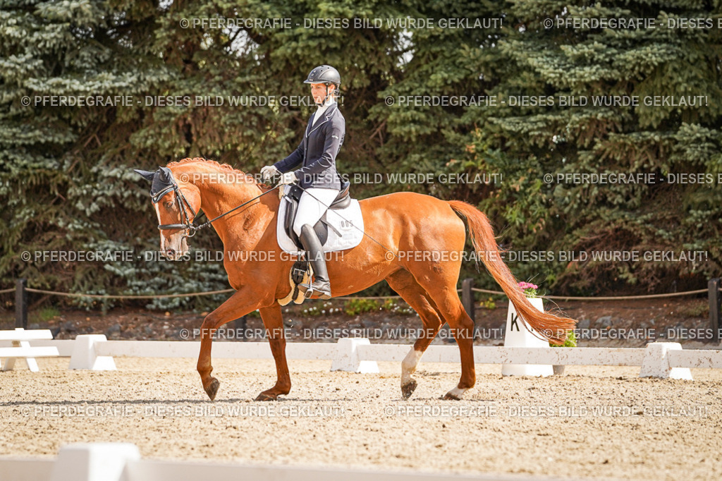 DSC01034 | Pferdegrafie