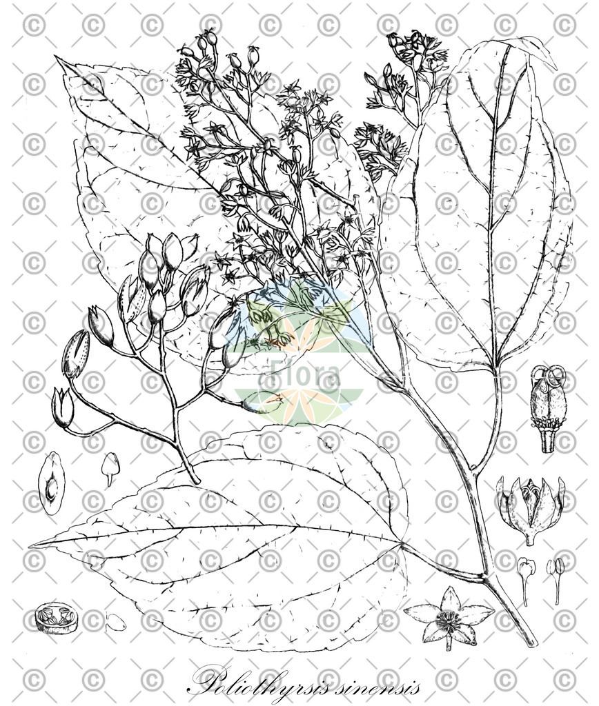 HistAbb_wfo-0000464950_1_ENZY_Simple | Historische Abbildung von Poliothyrsis sinensis - Salicaceae | Historical Illustration of Poliothyrsis sinensis - Salicaceae